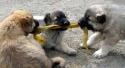 3_way_tug_of_war_032705.jpg