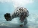 capt_a7bc3f25fbce4fc0af062f535d836395_aptopix_odin_the_tiger_caer101.jpg