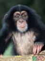 chimp4.jpg