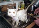 nice_kitty.jpg