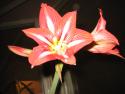 IMG_7768.jpg