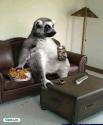 marmota_gif.jpg