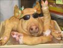 tete_de_porc_pour_pate_de_tete_199.jpg