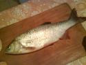DSC00174.JPG