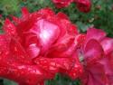 DSC04624.JPG