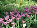 botanica_050.jpg
