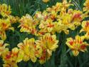 botanica_057.jpg