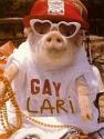 pig06.jpg